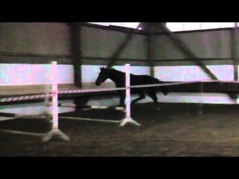 2 j.Hengst v. Viscount x Stakkato x Contender x Garibaldi II