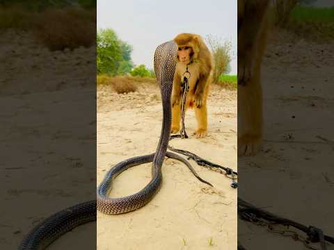 Big cobra snake and monkey naag jog