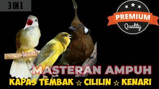 Download lagu Masteran Ampuh Kombinasi Cililin Kapas Tembak Kena... mp3