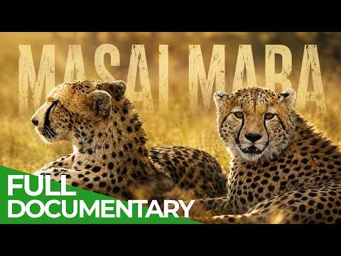African Wildlife Stories
