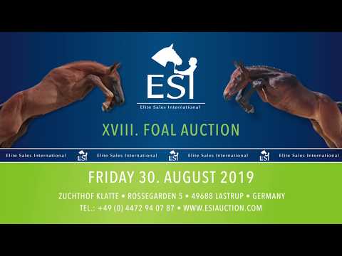 087. "Castle" bay colt by Casall x Kannan x Lasino  www.esiauction.com