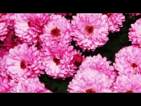 Ordnry Yngstr  - Feels w/HXNS