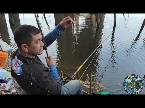 fomos atrás das tilápias na ponte alta rio Tibagi em Ortigueira Paraná 20/04/2026