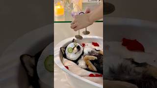 Download lagu ASMR | Manyu’s Immersive Spa Care & Bath Time mp3 Download lagu ASMR | Manyu’s Immersive Spa Care & Bath Time mp3