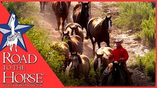 The AQHA Remuda from the 6666 Ranch - Road to the Horse 2017