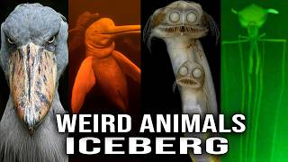 Weird Animals Iceberg