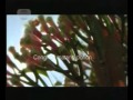 Indosiar Djarum Coklat