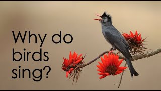 Why do birds sing?