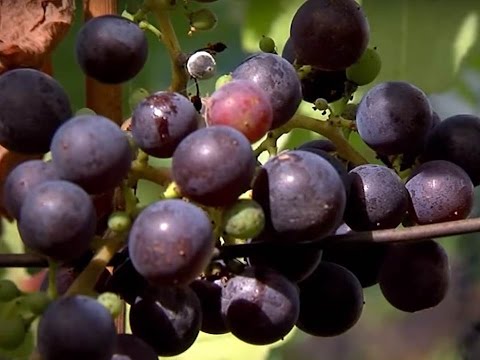 , title : 'Cultivo de uva y elaboración de vino en Villa de Leyva y Unión (Valle) - TvAgro, Juan Gonzalo Angel'