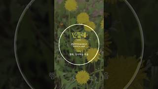 민들레, 댄딜라이언(dandelion), 탄포포(タンポポ)