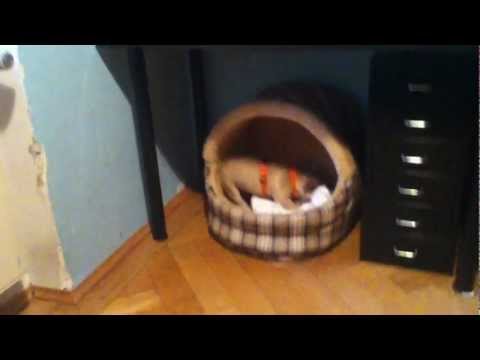 Französische Bulldogge dreht durch