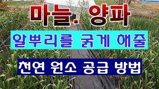 [텃밭농부 1,407]  마늘, 양파의 알뿌리를 굵게 해 줄 성분을 공급 하는 방법. #마늘재배 #양파재배 …