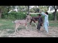 Super Murrah Donkey And Horse Meeting Mule Donkey Mating With Mare