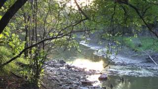 Duke Ellington: Black Butterfly (Piano Solo performed by Glen Hoban)