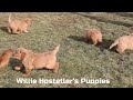 Golden Retriever dogs for sale: Aaron - Video 1