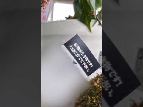 園芸 桜に関するよくある質問