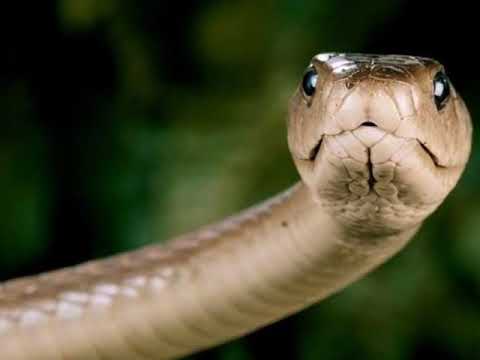 kígyó a péniszen