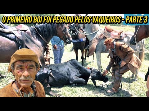 A BULL WAS CAUGHT BY THE COWBOYS AFTER A LONG CHASE THROUGH THE BUSH - PART 3