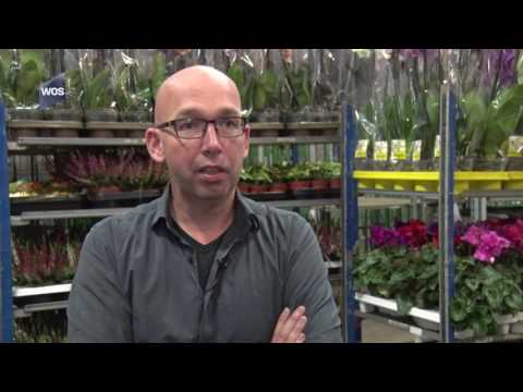 Onrust door inval Honselersdijk