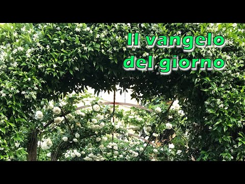 VANGELO DEL GIORNO : VENERDI' 24 GIUGNO 2022