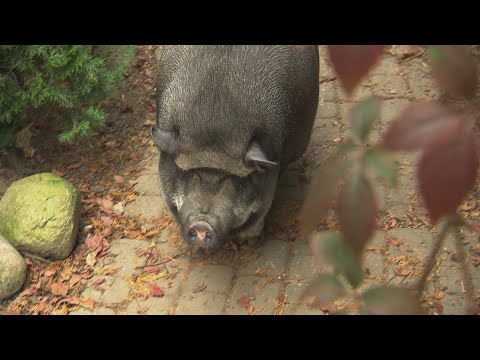 Świnie traktują jak rodzinę. „Dorosłe lubią muzykę klasyczną, maluchy rocka” (UWAGA! TVN)