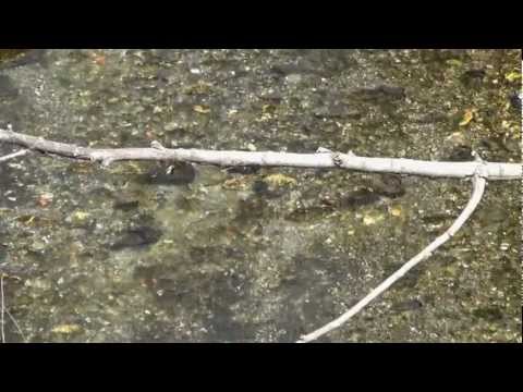 Mike fC - Chiedersi perchè