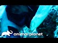 Steve Swims With Sea Snakes The Crocodile Hunter Animal Planet