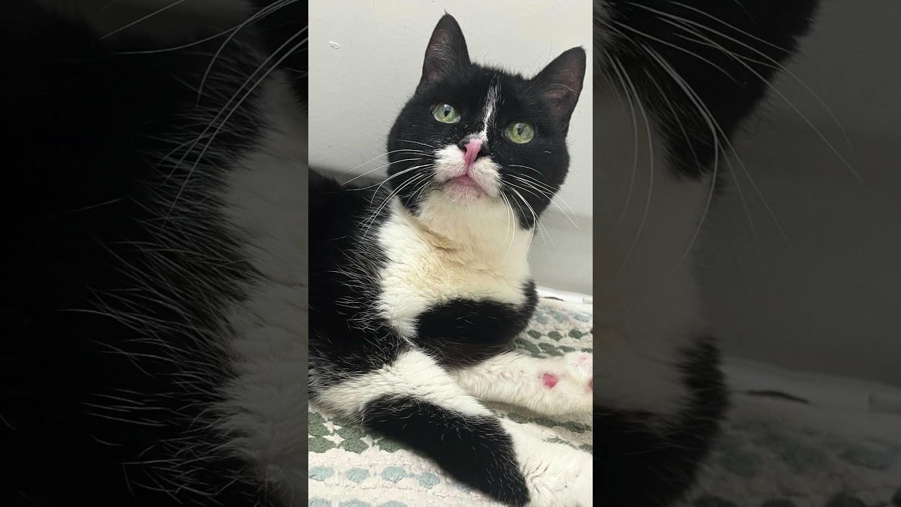 Enlarge Chartreuse, a ADOPTABLE mixed breed in New York, NY video 6/6