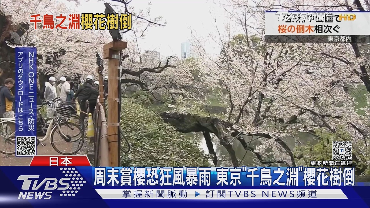 影音／東京賞櫻驚魂！70年老櫻連根拔起　2天內多棵巨樹接連倒塌