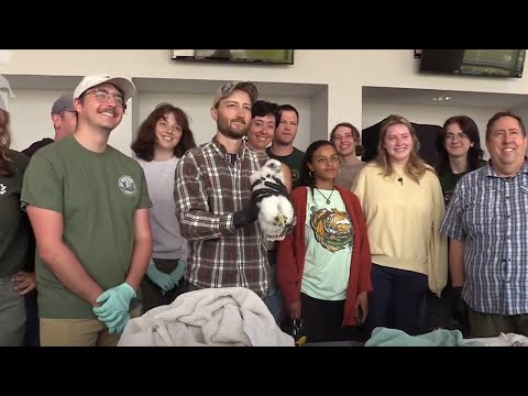 Michigan researchers gather data on peregrine falcon chicks nesting at Spartan Stadium