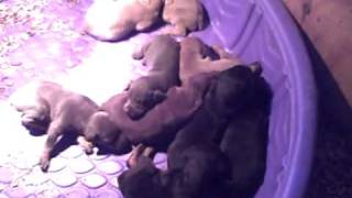 preview picture of video 'Bell's Strawberry Farm's newest litter of Doberman Puppies'