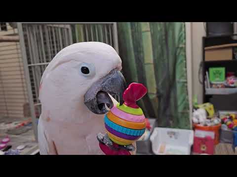 Einen Kakadu beschäftigen