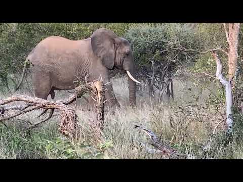 Elephant playing with water-pipe 2