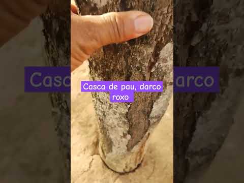 Cascas de pau'darco roxo para chás