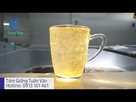Tăng sức đề kháng cho tôm hiệu quả