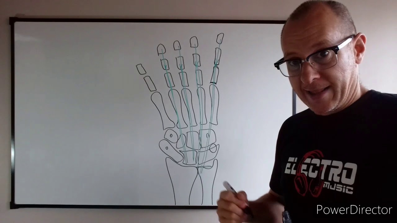 Teórico N° 7: Miología del miembro superior: músculos de la mano. Dr. Luciano Esborrat