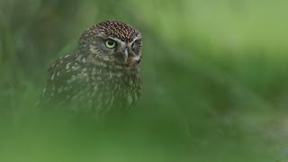 WILDLIFE PHOTOGRAPHY | Little Owls - 2 minute teaser