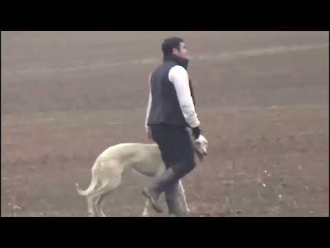 GALGOS Y LIEBRES 2026/GALGOS VS LIEBRES /GALGOS LAUTARO ARAUCANIA