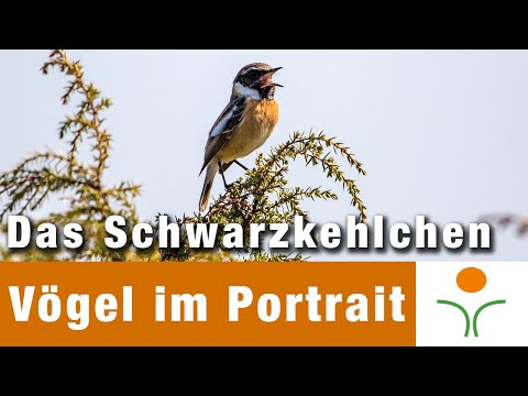 Vögel im Portrait 11 - Das Schwarzkehlchen
