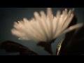 Animal Trainer - Pirate Games - Katermukke 031 ...