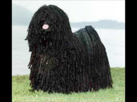 Puli