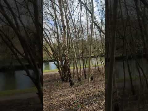 Walking in the woods