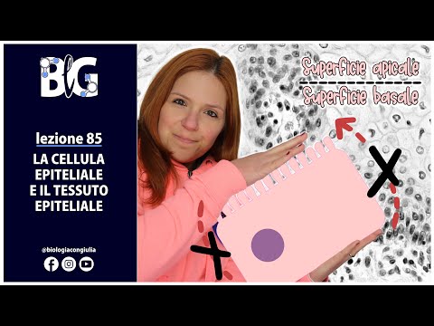 The EPITHELIAL CELL and the EPITHELIAL TISSUE