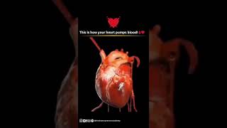 🫀 How does the heart pump blood? Let’s break it down simply!