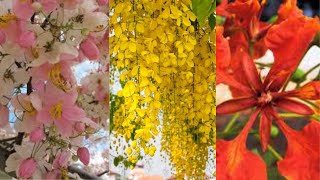 Palawan Cherry Blossoms, Golden Shower & Fire Tree Germination