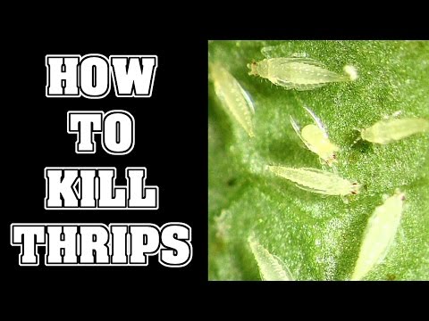 How To Get Rid Of Thrips Pests In Your Garden