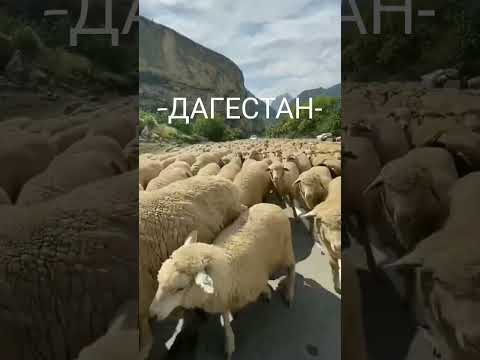 , title : '📍Туры в Дагестан⛰️ 👉/t.me/Individualnyi_tyr888👈 #туры #отдых #туризм #дагестан #путишествие'