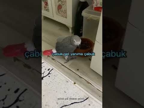 Papağanın psikolojisini bozan kedi 😁
