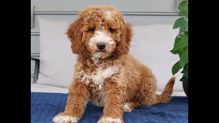 Video preview image #1 Goldendoodle Puppy For Sale in NARVON, PA, USA