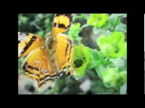 GAL COSTA - AS BORBOLETAS